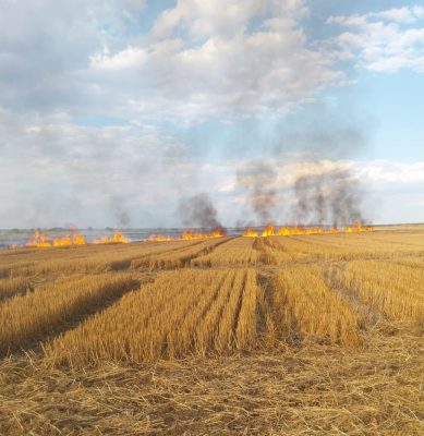 11 incendii de vegetaie n weekend