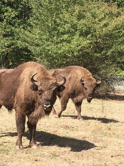 Sambata Intrare Gratuita La Grdina Zoologica