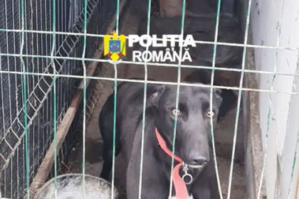 Arme Carne de Vanat si Caini Ogari Descoperite intr un Dosar de Braconaj