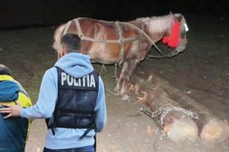 Trei barbati au fost condamnati la inchisoare