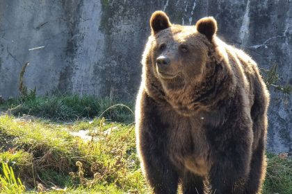 28 de sesizari referitoare la prezenta ursilor