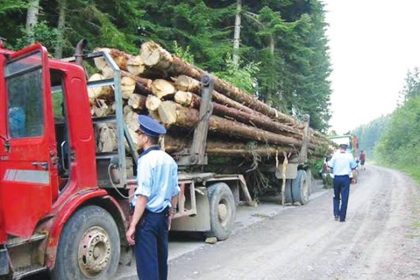 Sancionari Contraventionale Pentru Transportul De Lemne Fara Documente De Provenienta