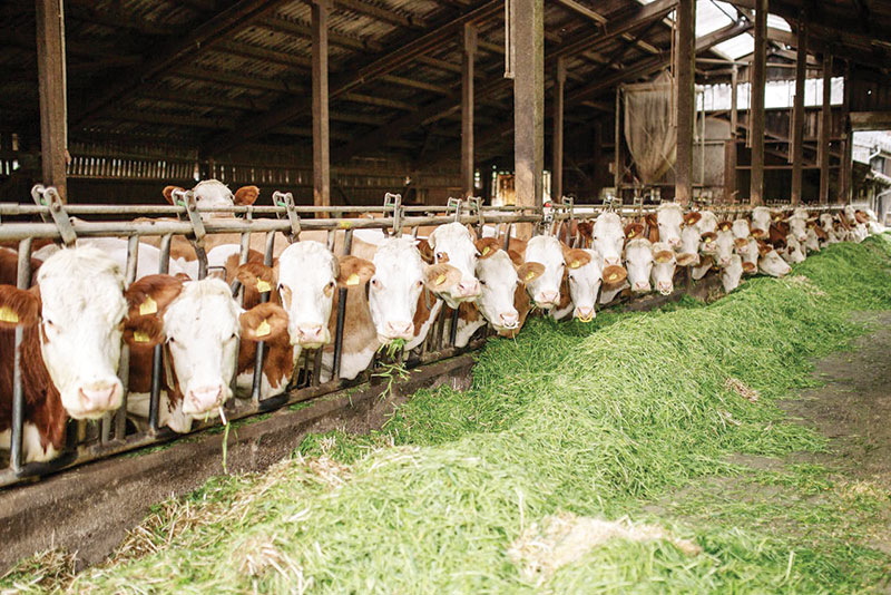 Argesul Protejat de Bolile Transmisibile la Animale