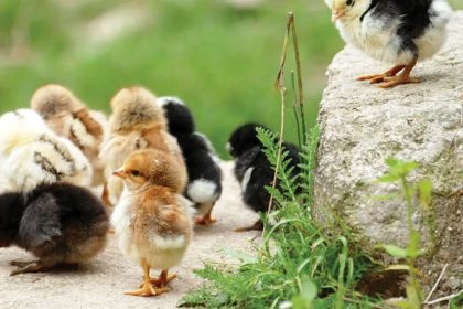 Ce trebuie sa faci pentru a ti proteja animalele pe timpul caniculei Masurile sunt esentiale