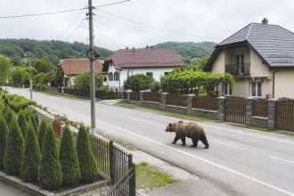 Ursi Observati in 7 Localitati in Numai Cateva Zile